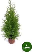 Cupressus macrocarpa 'Goldcrest Wilma' in pot Ø17cm - ↕60cm - 3st