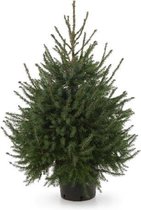 Echte kerstboom -  Picea Omorika 150 - 175 - in pot