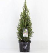 DBT Mini kerstboom Picea glauca 'Conica Perfecta 65 cm hoog