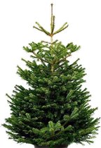 Nordmann Excellent Kerstboom - 200-225 cm - inclusief easyfix boorgat