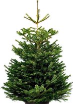 Koopjetuinspul Nordmann Excellent- Echte kerstboom - 175 tot 200 cm
