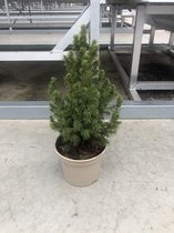 Kleine echte tafelkerstboom - Picea Conica 30-40cm - minikerstboom in Pot