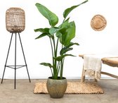 Strelitzia Nicolai - 140cm
