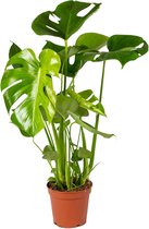 Gatenplant | Monstera 'Deliciosa' per stuk - Kamerplant in kwekerspot ⌀17 cm - ↕60-70 cm