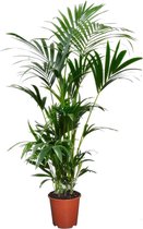 Plant in a Box - Kentia Palm - Howea Forsteriana - Kamerplant - Pot ⌀18cm - Hoogte ↕ 90-100cm