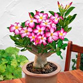 Plant in a Box - Set van 2 Adenium - Woestijnrozen - Pot ⌀10,5cm -Hoogte ↕ 20-30cm