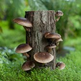 ToshiFarm Shiitake stam - 60cm - Eiken Stam voor Shiitake Kweek - Kweekset Shiitake - Buiten Paddenstoelen Kweken