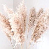Pampas pluimen - XL Fluffy Pampas grass - 3 stuks - Beige - Naturel - Natuurlijk Bloemen