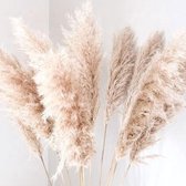 Pampas pluimen - XL Fluffy Pampas grass - 3 stuks - Beige - Naturel - Natuurlijk Bloemen