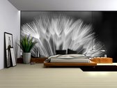 Flowers Dandelion Nature Photo Wallcovering