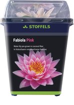 Waterlelie - Fabiola Pink - Roze - Voor in vijver of aquarium