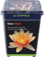 Waterlelie - Sioux Orange - Oranje - Voor in Vijver of Aquarium
