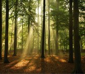 Vliesbehang Bos Zonnestralen – Fotobehang Bomen – 368 x 254 cm - groen