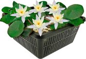 VDVELDE Kleine Waterlelie Wit - Speciaal voor Mini Vijvers - Winterharde Witte Mini Waterlelie - Nymphaea Pygmaea Alba - Dwergwaterlelie - Inclusief Vijvermand, Vijverplanten klei, Afdekgrind en Waterplanten Voeding - Van der Velde Waterplanten