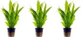 Planten &amp; Plantenvoeding
