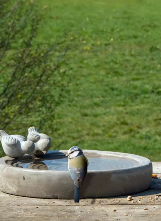 Vogelbadjes