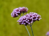 Verbena bonariensis - 6 stuks - paarse bloemen - vaste plant - P9 - ijzerhard