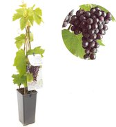 Vitis vinifera Heike - druivenstruik - rode pitloze druif - zoete vruchten - hoogte 60 cm - potmaat Ø11 cm