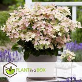 Plant in a Box - Hydrangea (S)witch Ophelia - Winterharde pluimhortensia - Pot ⌀19cm - Hoogte  30-40cm