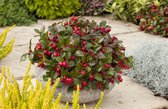 10x Gaultheria Procumbens 'Big Berry' - Bergthee-planten - buitenplanten - tuinplanten - potplanten