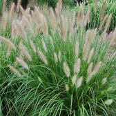 12 x Pennisetum alopecuroides - Lampenpoetsersgras in 9x9cm pot met hoogte 5-10cm