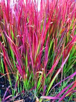 6 x Imperata Red Baron - Japans Bloedgras in 9x9cm pot