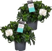 Plant in a Box - Set van 2 Gardenia Jasminoïdes - Kaapse jasmijn kamerplanten - Pot ⌀13cm - Hoogte ↕ 25-40cm