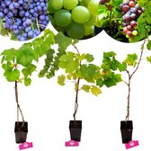 Set van 3 druivenplanten - Rode, blauwe en witte druif - Hoogte 70cm - Vitis vinifera