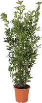 Eetbare Laurier XL - keukenlaurier - Laurus nobilis - Heester - Groenblijvend - Ø17cm - 60-80cm hoog