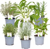 6x Biologische Tuinkruiden Mix - Tuinplanten mix – Keuken kruiden - ⌀9 cm - 10-15 cm