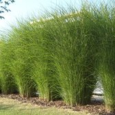 25 x Miscanthus sinensis 'Gracillimus' - Prachtriet in 9x9cm pot met hoogte 5-10cm