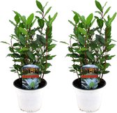 Plant in a Box - Set van 2 Keukenlaurier struikjes - Laurus Nobilis - Laurier - Pot ⌀14cm - Hoogte ↕ 30-40cm
