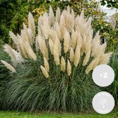 2x Cortaderia ‘Pumila’ - Pampasgras - Siergrassen - Winterhard - ⌀13 cm - 20-30 cm