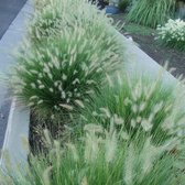 12 x Pennisetum Little Bunny - Dwerg Lampenpoetsersgras in 9x9cm pot met hoogte 5-10cm