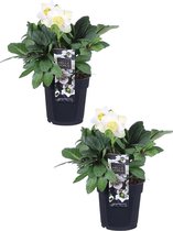 Kerstroos - Helleborus Niger 'Christmas Carol - potmaat Ø14cm - ca. 30cm hoog - 2 stuks