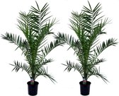 Plant in a Box - Set van 2 Canarische Dadelpalmen - Phoenix Canariensis - Pot ⌀19cm - Hoogte  100-120cm - Kuipplant - Palmboom - Tuinplant