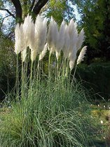 4x Cortaderia selloana - Pampasgras in 3 liter pot