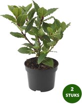 Eetbare Laurier - Laurus nobilis - keukenlaurier - 2 planten - Ø12cm