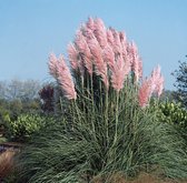 4x Cortaderia selloana 'Rosea' - Roze pampasgras in 3 liter pot