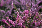 12 x Erica carnea - roze - Heide - potje 10,5 cm