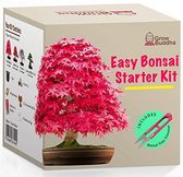 Kweek je eigen Bonsai kit - Kweekset