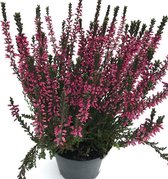 Calluna vulgaris - rode Struikheide (winterhard)  rood - 3 planten  - potmaat 12 cm