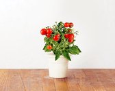 Mini Tomato Refill voor Smart Herb Garden (3-pack)