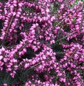 6 x Erica darleyensis - Roze - DOPHEIDE , WINTERHEIDE , VOORJAARSHEIDE pot 10,5 cm
