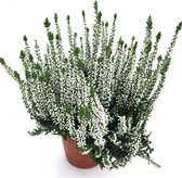 Witte Struikheide (winterhard) - Calluna vulgaris - 3 planten - potmaat 12 cm