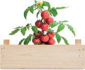 Kweekset tomaten - Moestuin - Kweekbak - Moestuin zaden - Moestuin artikelen - Biologisch - Tomatenzaden - Houten kistje - Potgrond - Tuincompost - Hout - Set - 3-delig