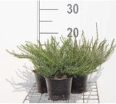 6 x Erica darleyensis WIT - Dopheide , winterheide , voorjaarsheide - pot 10,5 cm