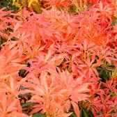 Pieris 'Forest Flame' - Rotsheide;Lavendelheide 20-30 cm pot