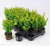 Buxus sempervirens  - 12 stuks - haag - wintergroen - P9