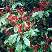 1 x Photinia Fraseri 'Red Robin' Glansmispel 30-40 cm in pot